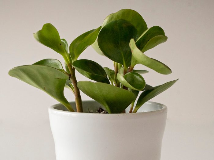 Pereromia Obtipan in white pot on white background