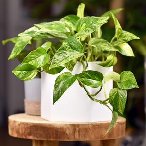 Tropical 'Epipremnum Aureum Marble Queen' pothos houseplant in flower pot