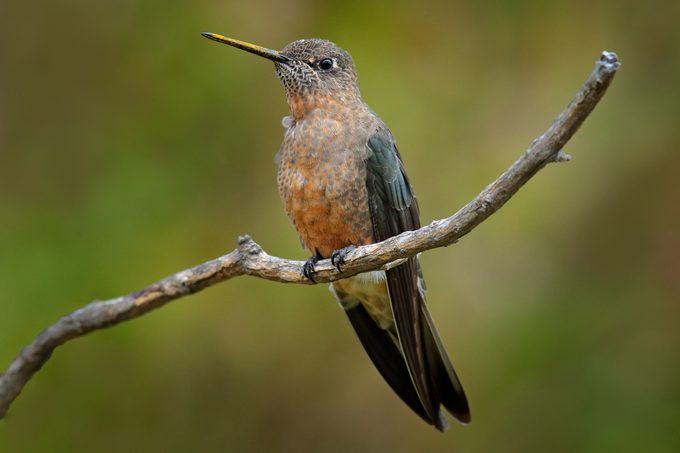 Giant hummingbird, Patagona gigas, bird sitting von the branch in the nature mountain habitat, Antisana NP, Ecuador. Birdwatching in South America. Largest hummingbird in the world, clear green backrounf. Rare animal, wildlife nature.