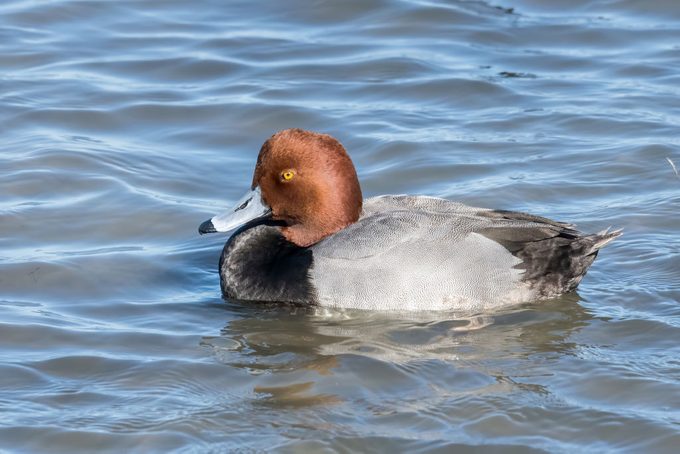A drake Redhead duck