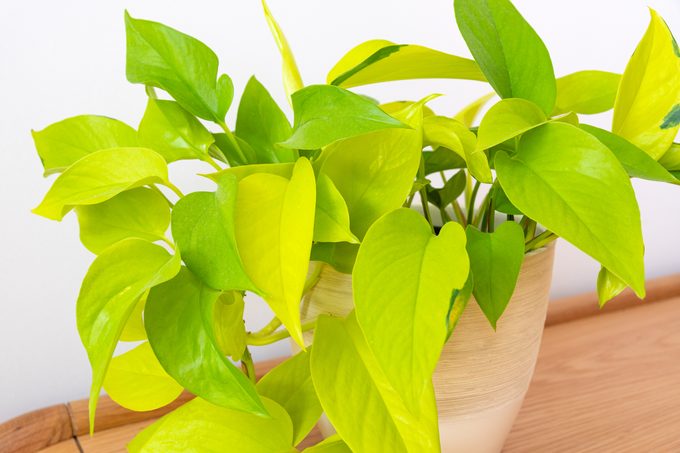 Neon pothos (Epipremnum aureum) plant in modern interior