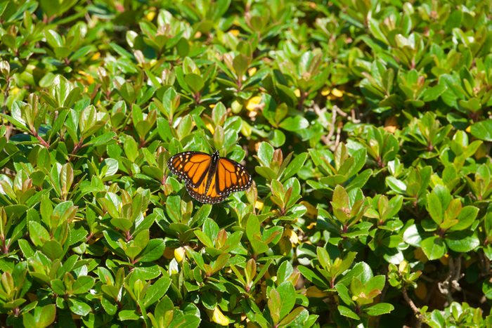 Monarch butterfly resting on the sunny hedge