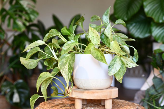 Tropical 'Epipremnum Aureum Marble Queen' pothos houseplant