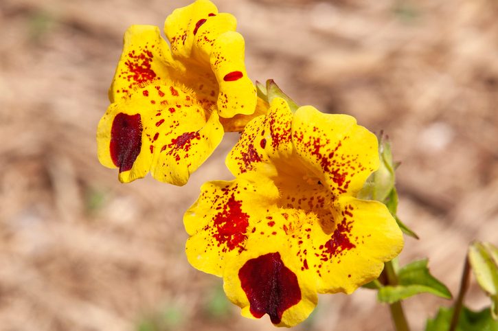 Yellow flowers with red markings of a mimulus guttatus or monkey flower