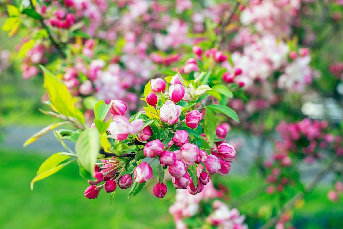 Crabapple Tree bird habitat
