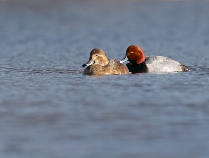 Redhead Duck Pair