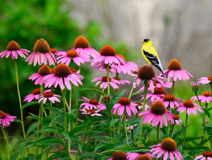 Gold Finch On A Coneflower