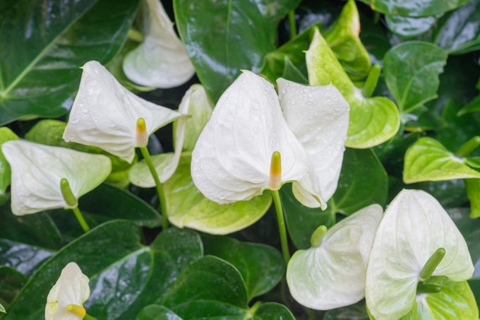 White and Green Anthurium flower. Peace lily. White flower lily spathiphyllum houseplant in green leaves.