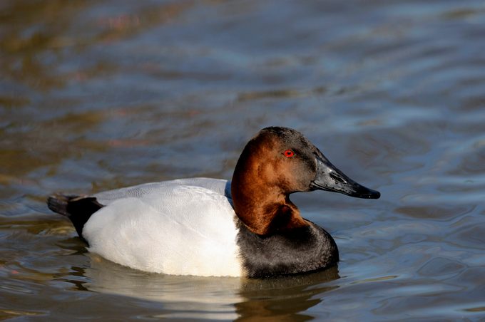 USA, Washington State, Skagit Valley, Canvasback (Aythya...