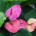 Grow Anthurium (Flamingo Lily) for Tropical Flair