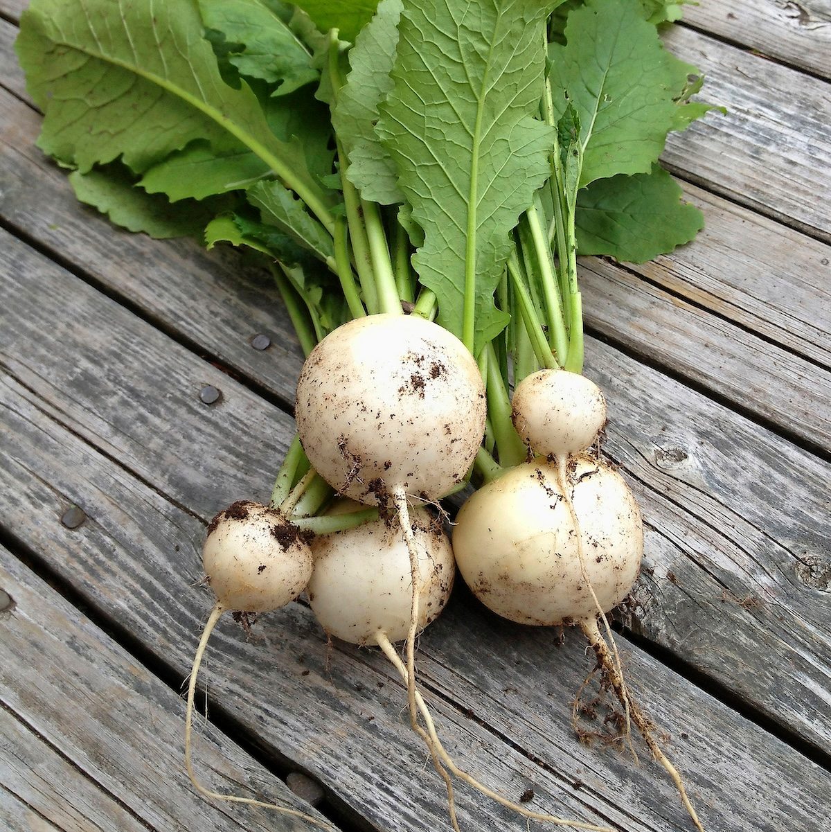 turnip, vegetables that grow in shade