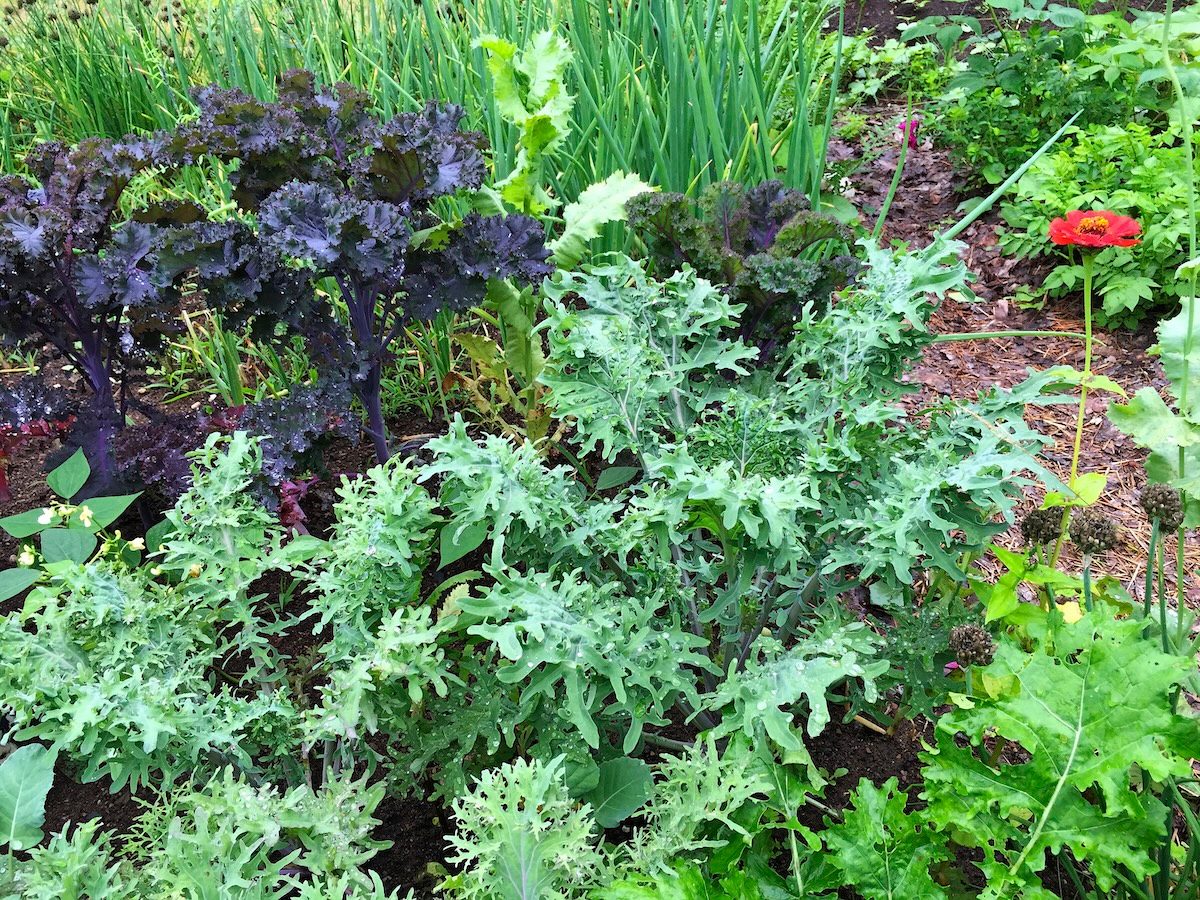 kale