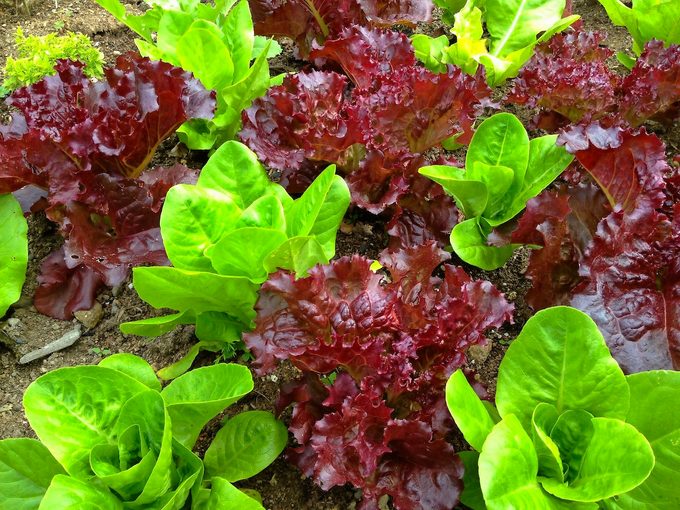 lettuce