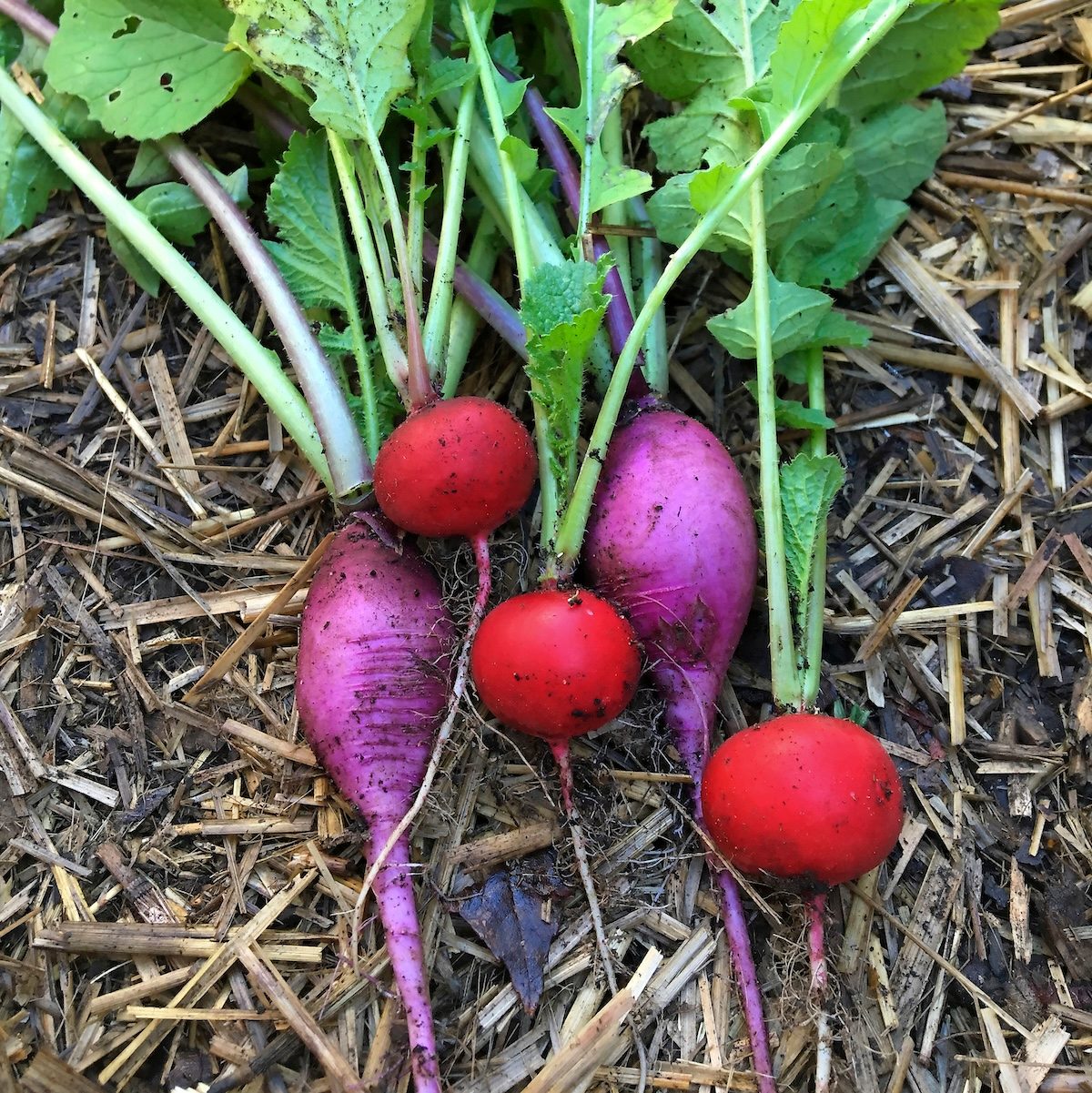 spring radish