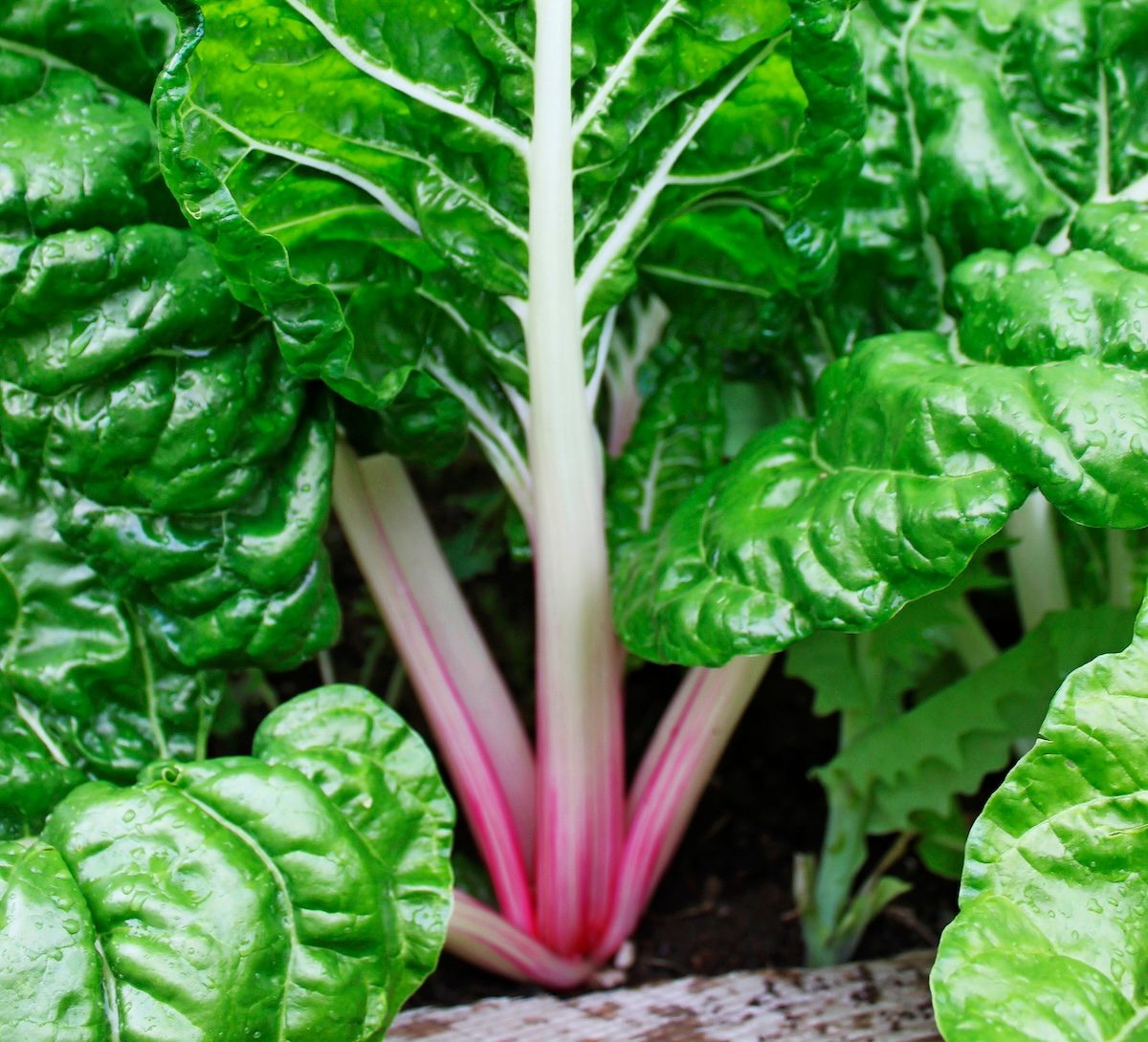 swiss chard, vegetables that grow in shade