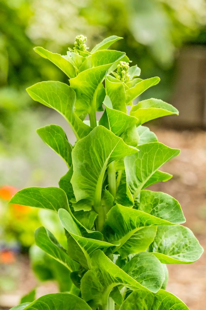 Lettuce Gone To Seed (bolting) In Issaquah, Washington, Usa