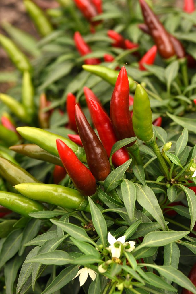 Pepper Quickfire Vegetable