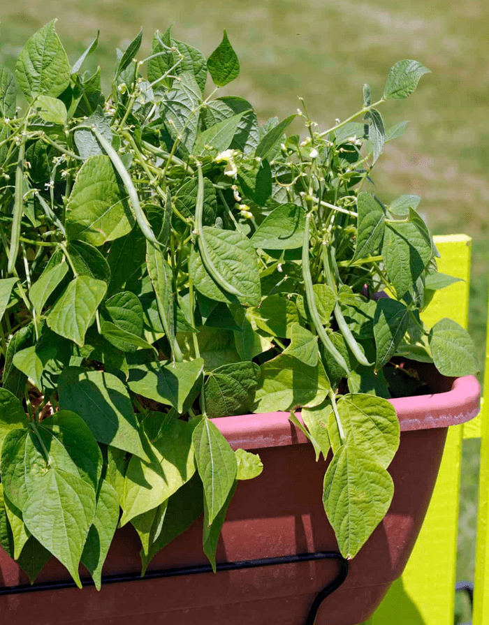 Screen Shot 2025 01 29 At 12.59.31 Pm, mini vegetables