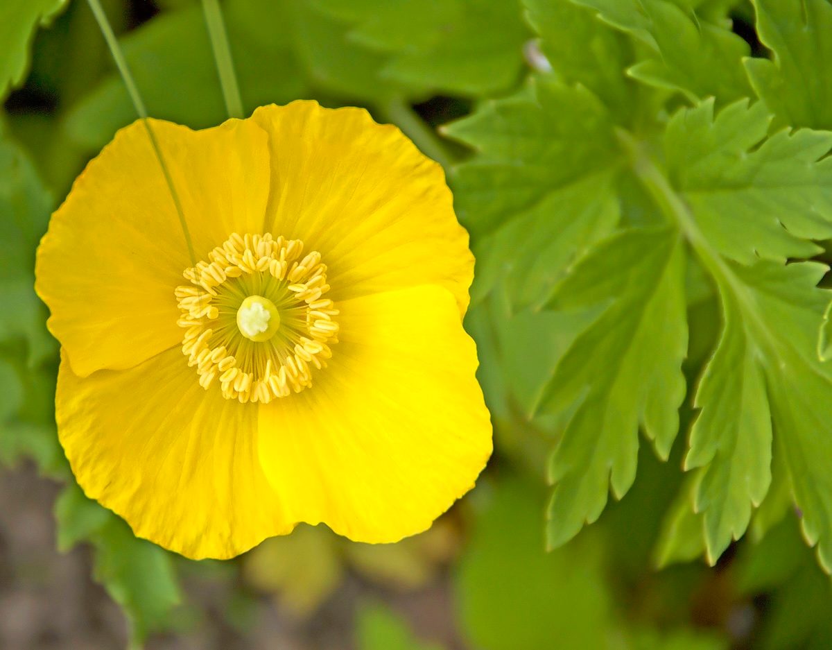 Poppy