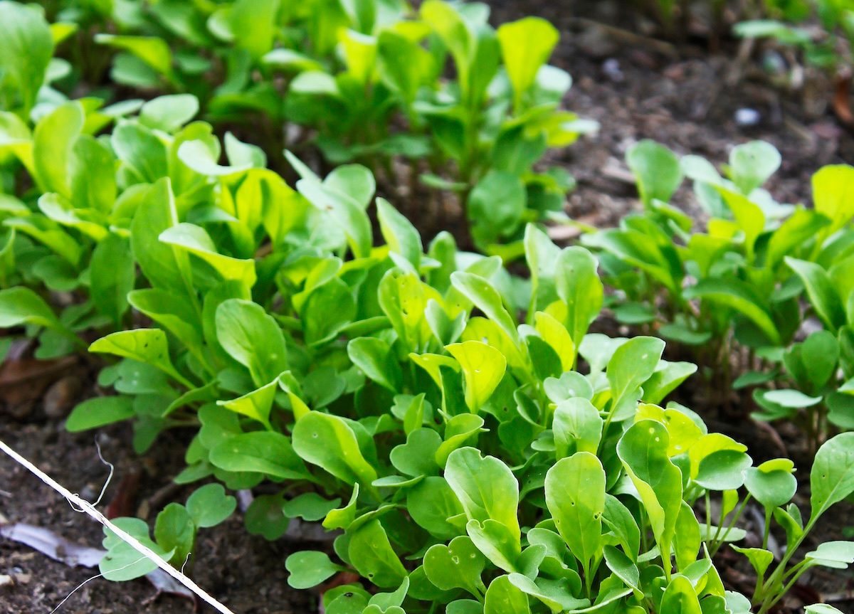 arugula vegetables that grow in shade