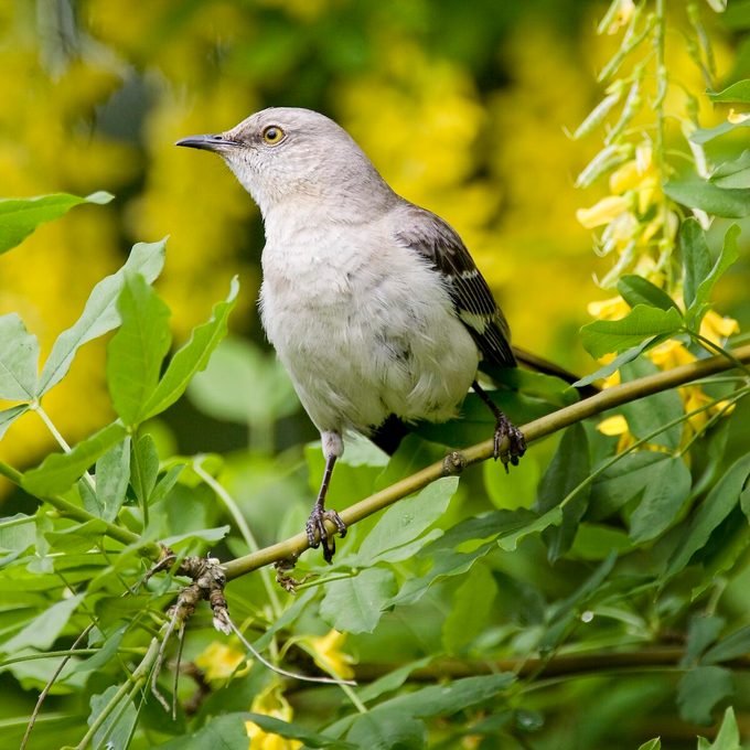 Acp21434 mimic birds mockingbird
