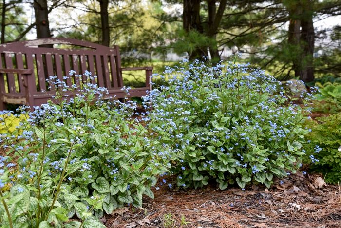 Brunnera Jack Of Diamonds Apj21 16