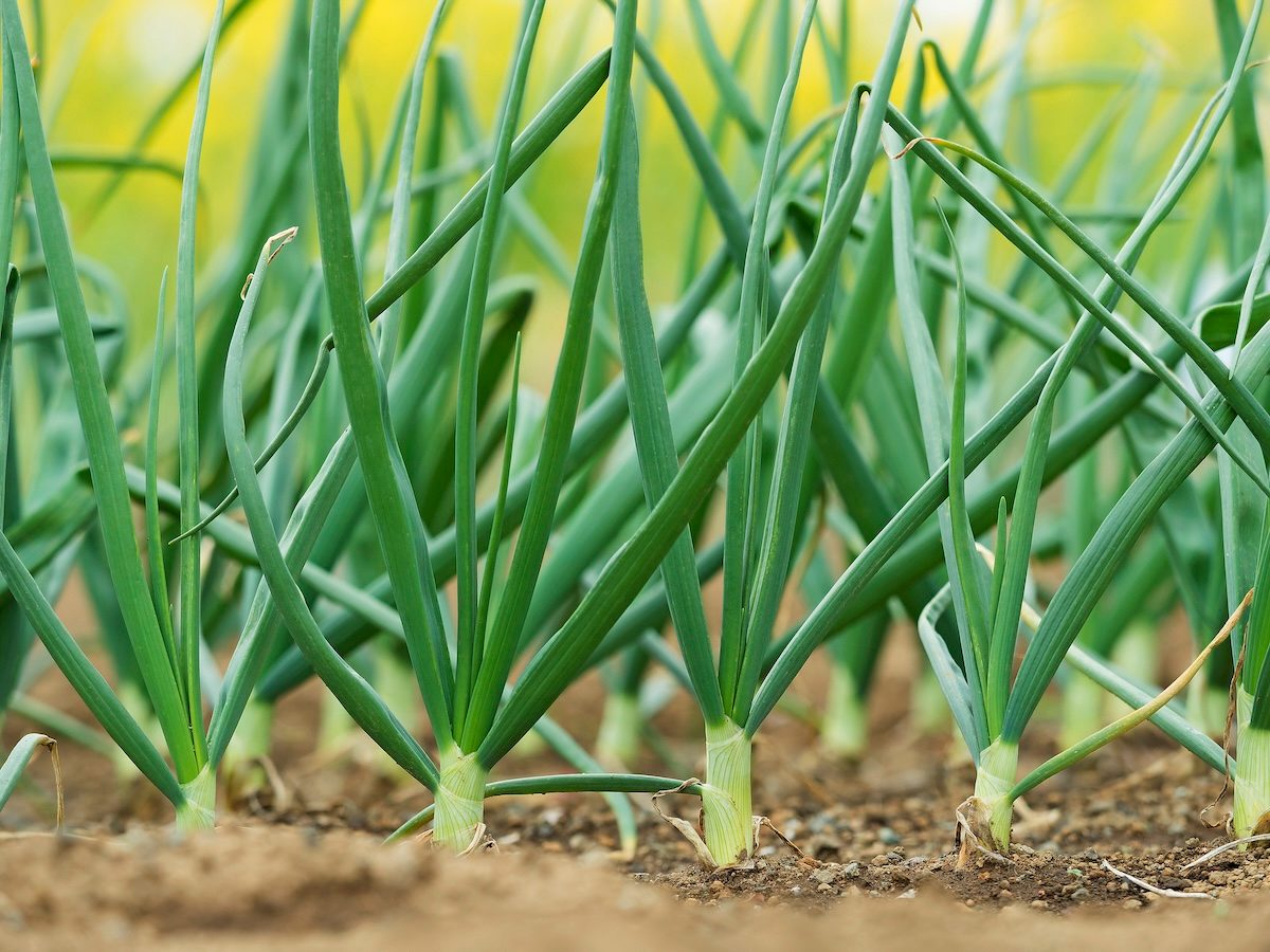 Green Onion Field vegetables that grow in shade