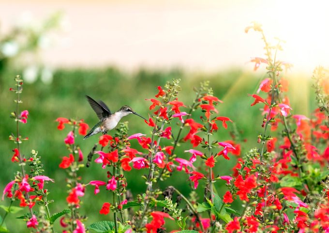 Hummingbirds,and,red,salvia,flowers bird habitat