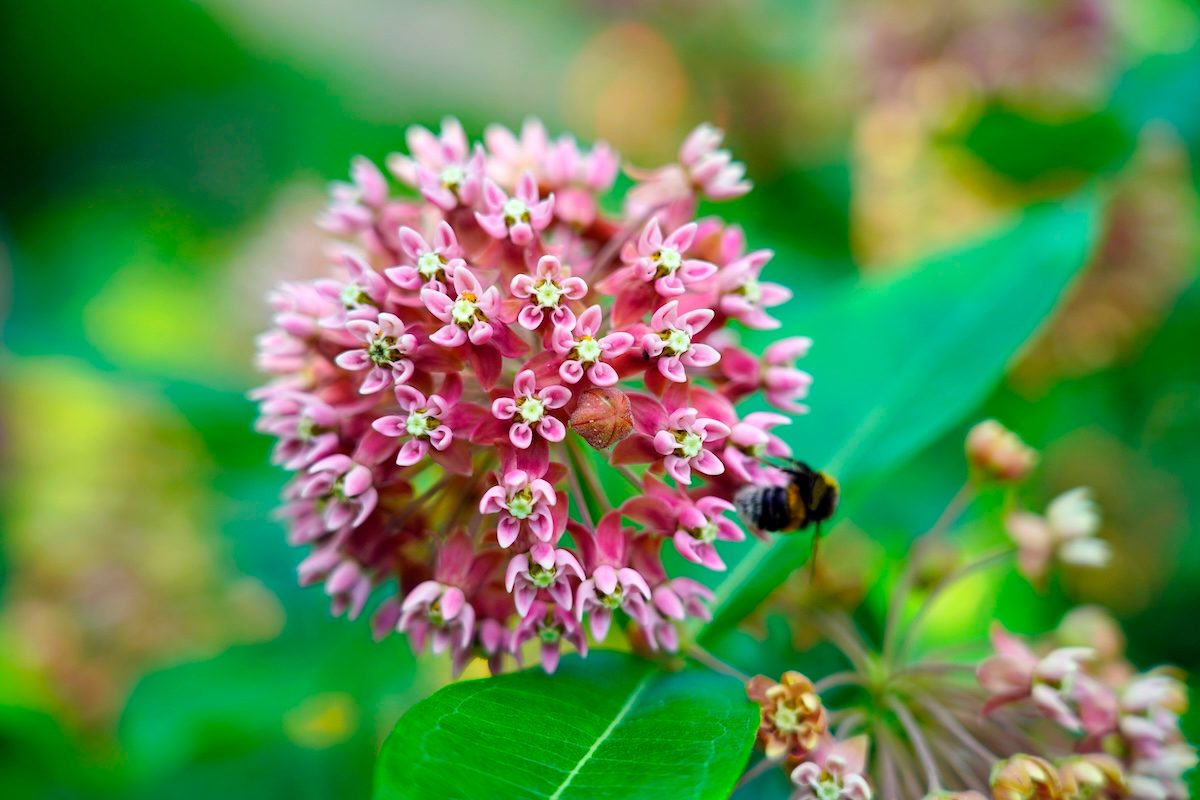 Asclepias,syriaca,.,milkweed,american,is,a,genus,of,herbaceous,