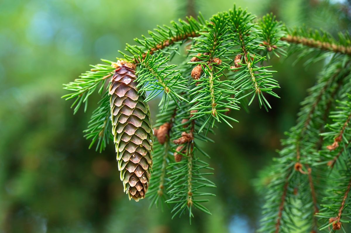 Seed,cone,of,the,evergreen,norway,spruce,tree,,picea,abies. bird habitat