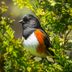How to Identify an Eastern Towhee