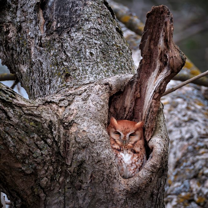 Eastern vs Western Screech-Owl: What’s the Difference?
