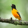Tanagers and Orioles