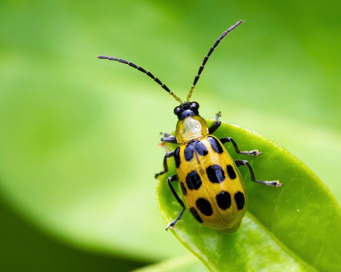 cucumber beetle