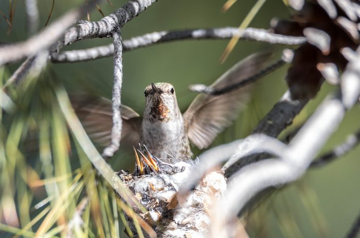 14 Facts That Prove Mother Birds Are Fascinating