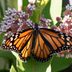 Monarch Butterfly Numbers Are Declining—But You Can Help