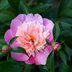 8 Good Luck Plants to Grow for Positive Vibes