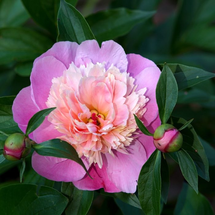 8 Good Luck Plants to Grow for Positive Vibes