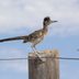 Discover the Desert Birds of the Southwest