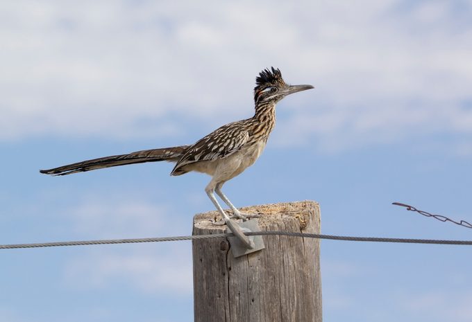 Discover the Desert Birds of the Southwest