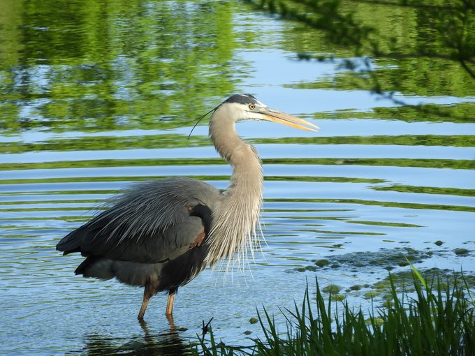 bird habitats great blue heron