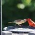 Which Birds Eat Safflower Seeds From Feeders?