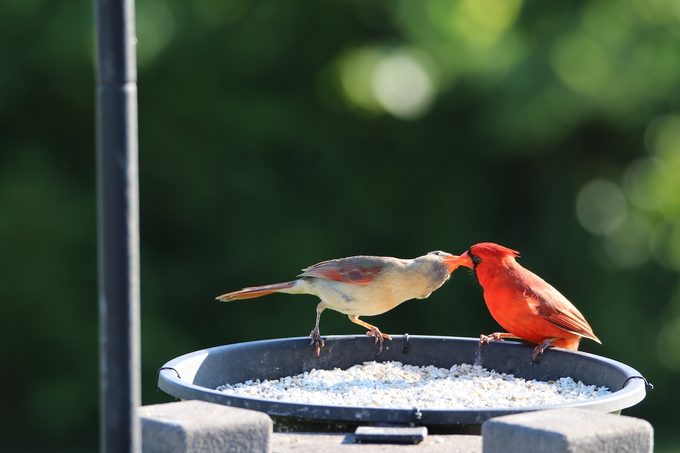 Which Birds Eat Safflower Seeds From Feeders?