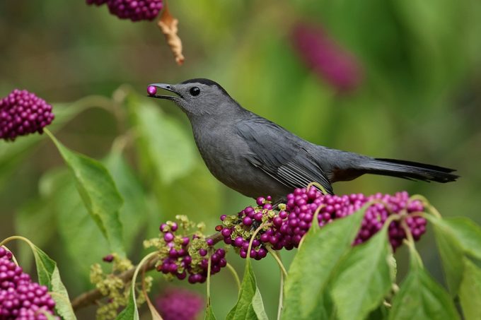 gray catbird, identifying birds