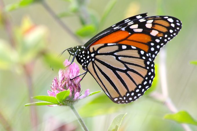 monarch butterfly clover lawn