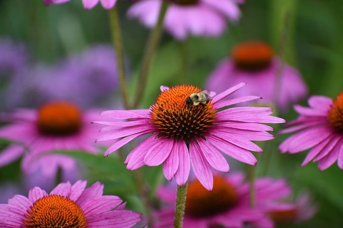 purple coneflower, list of perennials to cut back in spring