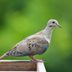 Mourning Dove Lifespan: How Long Do Doves Live?