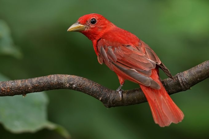 summer tanager bird habitat