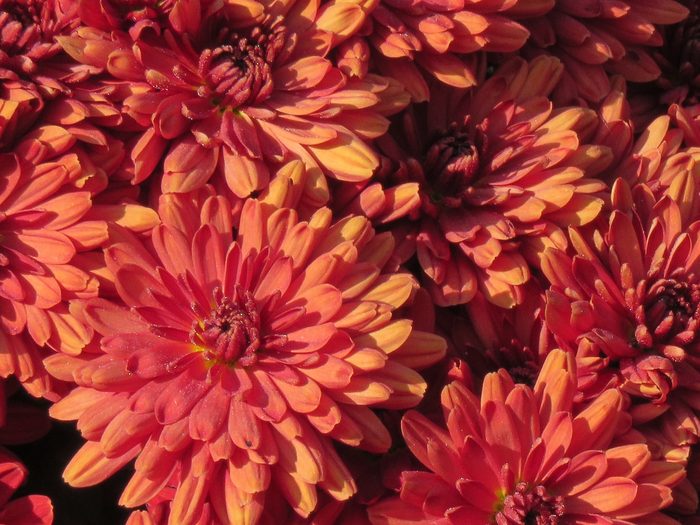 chrysanthemum good luck plants