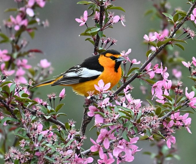 bullock's oriole